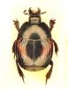 Hister quadrinotatus quadrinotatus